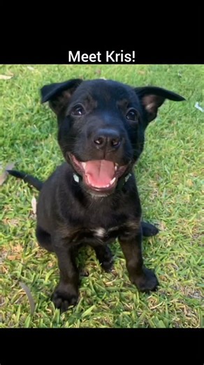 Meet Kris, an 8-week-old kelpie with a goofy personality! Kris is a brave adventurer and explorer who's always ready to try new things! He's happy and playful and loves a cuddle. Kris is in Victoria and available Australia-wide by commercial transport. See link to his profile in our stories | Dogs4Jobs