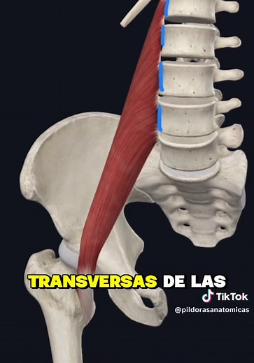 Músculos del Complejo Psoas-Ilíaco: Anatomía y Función