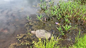 5.4K views · 830 reactions | This female Snapping Turtle was released back at her found location after receiving care for a fractured carapace. We have released a dozen turtles in this past week and hope to have more returning to their homes soon! #SnappingTurtle #WildlifeRehab #Turtles #WildlifeRelease | Blue Ridge Wildlife Center | Facebook