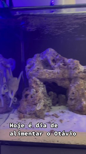 Alimentando Otávio, o Polvo Aventureiro