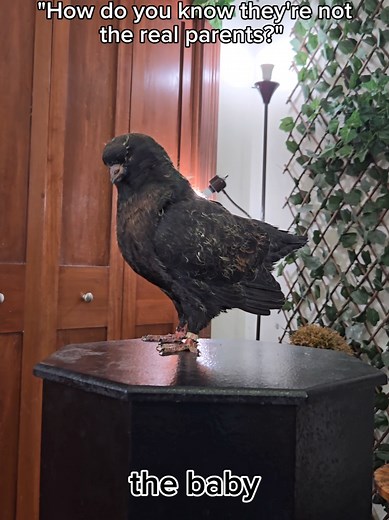 like idk just a guess. Pls ignore how rough cobbles looks, raising a baby twice your size is tuff work and he's doing it all LMAO 😭 #pets #funny #modenapigeon #bird #pigeon