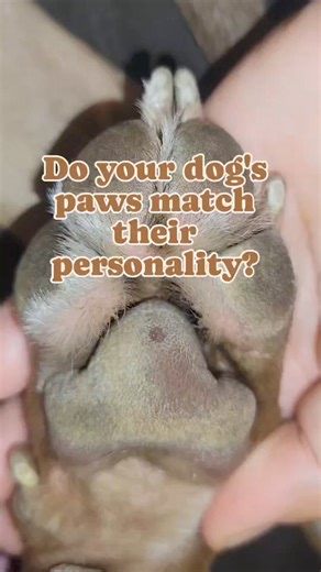 What shape does your dog have? #dogpaws #dogslife #dogfun #dogfriendly #dogadventures #travelpawsrepeat | Travel.Paws.Repeat