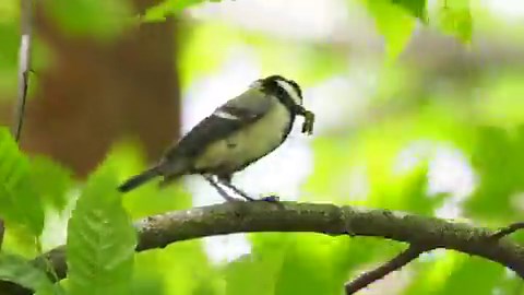 鈴木俊貴先生の研究により、豊かな言語能力にも大注目の #シジュウカラの日 ！🐥個人的には、『僕鳥』と歩む日々の中で「シジュウカラ」という響きに「40（シジュウ）歳からも、まだまだワクワクすることが待っている」と教えてもらえた気持ちで、とても勇気づけられます。ありがとうシジュウカラ🍀