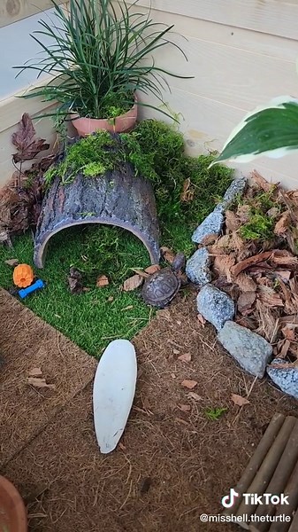 We added real plants to Misshell's new enclosure, plus some extra bedding for lots of places to hide!! She is loving it. 🤗🪴#turtlegram #turtlebaby #turtlesoninstagram #turtlebox #turtlelife #turtleenclosure #reptileenclosure #outdoorenclosure #outdoorturtle #turtlehouse #boxturtlehabitat #turtlehabitat #easternboxturtles #turtleobsessed #turtlelove #turtlehatchlings #boxturtlelife #easternboxturtlelove #boxturtlesarecool #reptilegram #reptileofinstagram #boxturtles #cutepetsclub #cutebabyanima