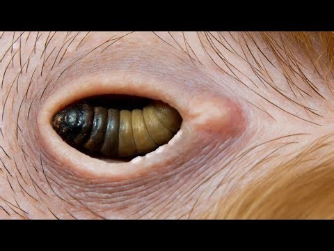 Removing A Gigantic Botfly From Puppy #15