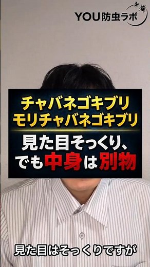 チャバネゴキブリは2種類いる！1分で見分ける方法