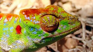 A movie where a wild chameleon with the shortest lifespan vividly changes its body color as if reading a ``death poem'' on the verge of death