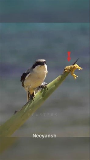 This Bird Hunting Method Will Shock You 😱