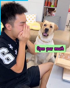 31M views · 1.3M reactions | Smart dog with many tricks  | Don Pets | Facebook