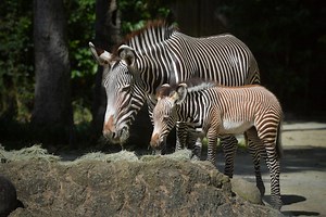 Meet Izara, Singapore Zoo's new zebra foal