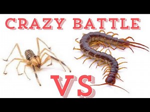Giant centipede vs Camel spider #battle