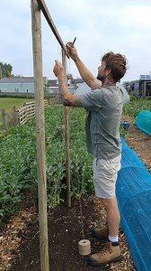 Quick and easy bean support system. Just enough for ourselves this year as despite borlotti beans being delicious, they never sell that well for me... . We love them in homemade stews and veggie bean burgers 🤤 They dry and store great, in fact these plants are all grown from home saved seed with 100% germination rate. . I cleared a patch of flowering mizuna to make space for them at the end of a bed of broad bean bed. . . . #marketgarden #marketgardening #nodig #nodiggarden #mygarden #may #bean