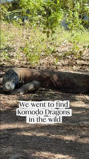 We Went to Find Komodo Dragons in the Wild: Komodo National Park #Indonesia