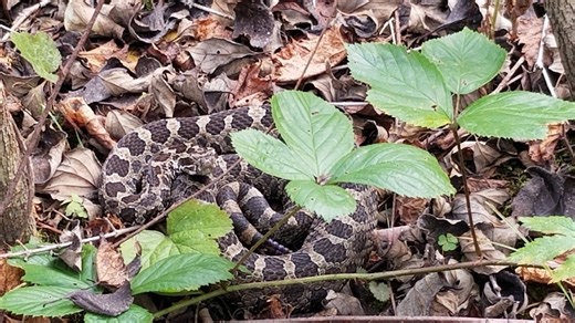 Windsor-Essex wildlife researchers lament death of Gordo the Massasauga rattler