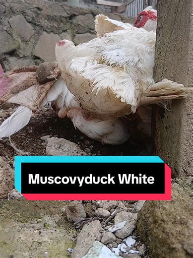 Muscovy Ducks Mating on the Hill