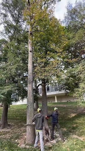 8.6K views · 44 reactions | Cabled trees get cut simultaneously tree wood | Wood Of Branch | Facebook