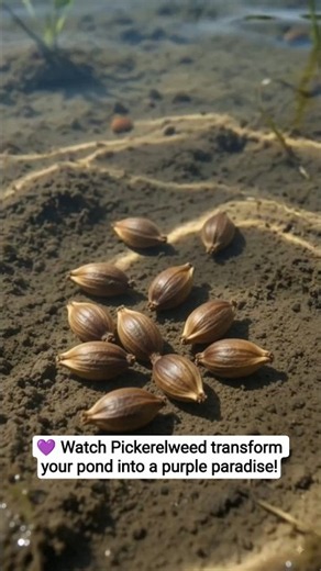 Pickerelweed Growing Time Lapse | Beautiful Purple Water Flower from Seed to Bloom