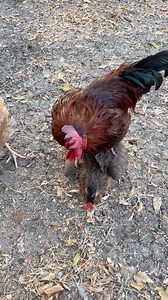 Rooster alerts chickens about a hawk. LOVE the sound my chickens & Guinea fowl make as a HAWK warning!! #chickenlover #fypシ #reelsfypシ #follower #backyardchickens #chickens #adsonreels #HawkAttack #rooster #goviral | My lovely Animals