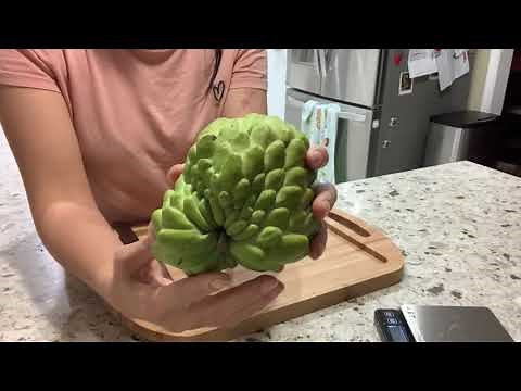 Atemoya Tasting: Priestly variety.