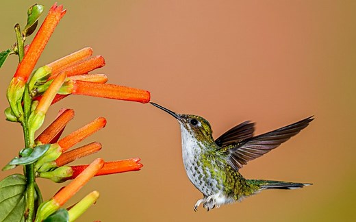 Colibrí (Subfamilia Trochilinae) - Características, hábitat y alimentación