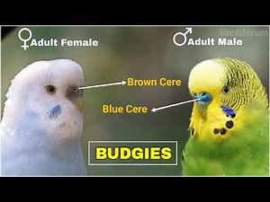 Difference between male and female budgies Young and Adult Budgies | Gender identification of Budgie
