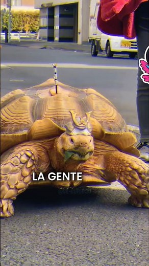 La tortuga GIGANTE que adora pasear en Japón! 🐢 🥰