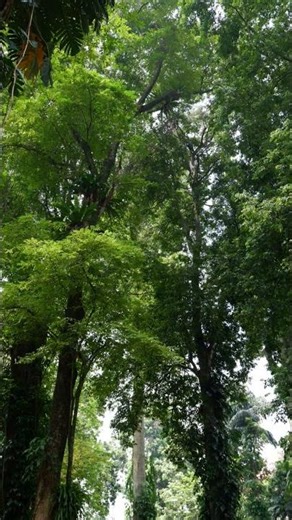 The light quietly finds its way through the green canopy 🌿☁️#plants #trees #greencanopy #naturelover