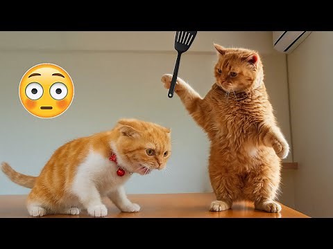 Vídeos de gatos engraçados - Parte 9