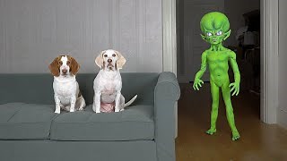 "Dogs Pranked by Alien with Superpowers: Funny Dogs Maymo, Potpie & Penny vs Alien Pranks"