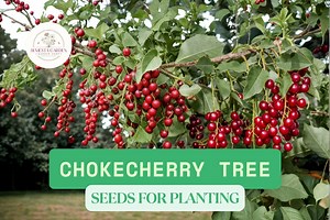 30 Chokecherry Seeds for Planting | Prunus Virginiana | Edible Fruit Shrub Seeds - Etsy