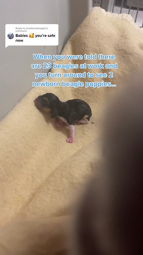 Beagle Giving Birth: Exciting Updates Await!