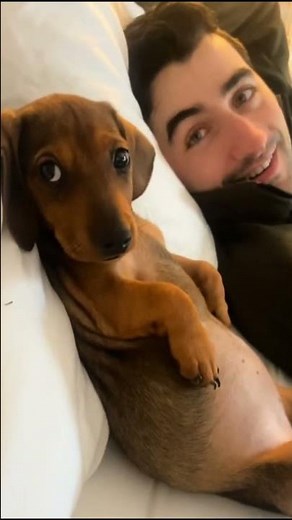 Por qué NO deberías tener un PERRO SALCHICHA 🚫🌭 (El final te sorprenderá)