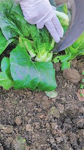 The Best Technique for Cutting Bok Choy During Harvest