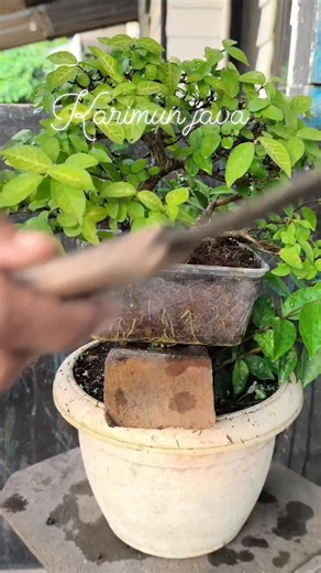 Harvesting the air layer of water jasmine material #bonsaitree | Karimun Java