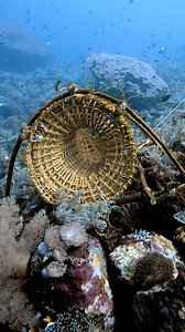 The traditional Bajau “bubu” fish trap. While personally not a fish eater, these beautiful hand woven traps have to be the most impressive and intricate fishing devices I have ever seen. These large, cylindrical traps are hand made from bamboo and rattan and placed underwater by the local fishermen of the Banda Sea. Bubus vary greatly in size but are placed in the same spot on the reef month after month. In fact, the exact spot on the reef the bubus live on are also handed down from by the fishe
