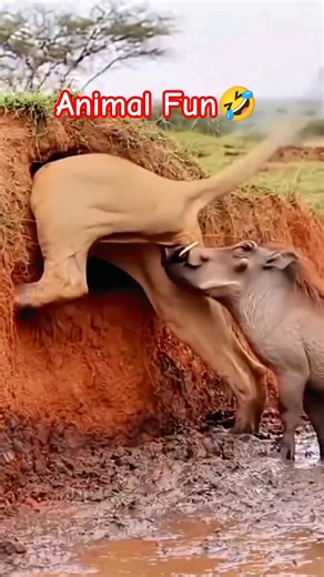 🤣Funny video of American Acting lion and pig/ American super hit Comedy #comedy #funny #fun #america
