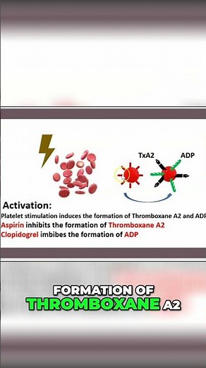 @-Minute Platelet Activation: Thromboxane A2 & ADP Explained #shorts