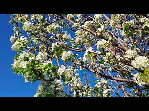 Pear tree flowers - A moment of zen