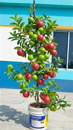 Growing apple fruit at guava at same time | Easy gardening trick
