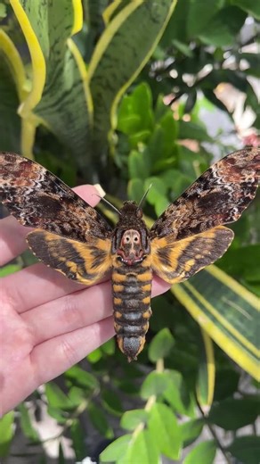 Real Death's Head Hawk Moth - Insect Frame Making - Wasp Bug Taxidermy Oddity Gothic Art Display- Insect Dried Specimen Preserved - Etsy