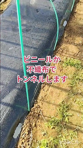 栽培初期だけトンネルするやり方でもOKメロン栽培トンネルで成功へやり方はダンポールとビニールか不織布で風や雨、温度をコントロールしてやりえ付け直後の活着を促すために湿度と温度を保つ