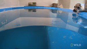 Harbor seal pups, Uggy and Fritz, are placed in the same pool to aid their rehabilitation at the ASLC. #AlaskaAnimalRescue | National Geographic Animals