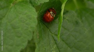 Close-up of two red ladybirds Harmonia axyridis with black spots on green nettle Lamium album on a meadow in the Caucasus Mountains