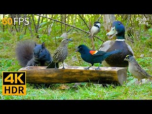Cat TV for Cats to Watch 😺🐦 Awesome Birds, Squirrels and Ducks 🐿 Cat Games 4K HDR