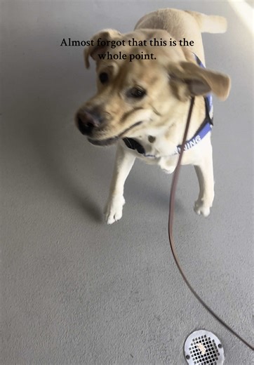 Understanding Service Dog Training and Team Dynamics