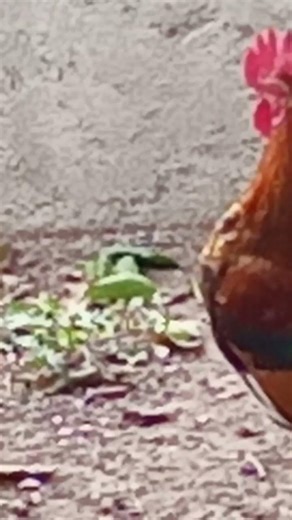 nose que saber ponga en lo comentarios deque subirD: