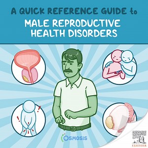 A Quick Reference Guide to Male Reproductive Health Disorders - Osmosis Blog