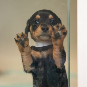 URGENT: Make these last hours count and help save the lives of animals in need. Your year-end gift can bring comfort to abused, abandoned and neglected animals. Make a lifesaving donation now. | ASPCA