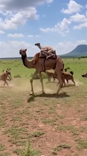 Camel vs wolf – Epic AI Animal Fight!