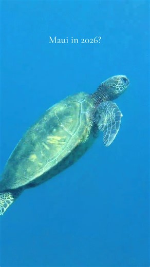 Maui in 2026?🐬🌺 Book a Trilogy tour to experience this for yourself💙🤙🏽 #SailTrilogy #Hawaii #TropicalChristmas #MarineLife #Snorkeling